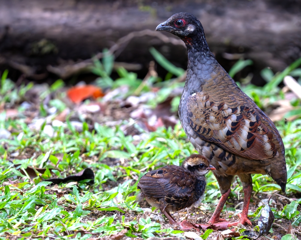 Malaysian Partridge