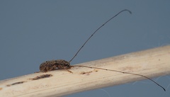 Arecopais spectabilis