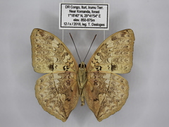 Cymothoe harmilla micans