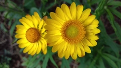 Xerochrysum bracteatum