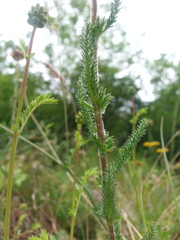 Achillea tomentosa