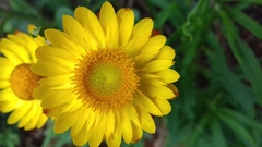 Xerochrysum bracteatum