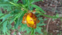 Xerochrysum bracteatum