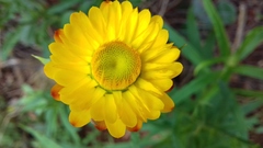 Xerochrysum bracteatum
