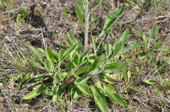 Centaurea × moncktonii