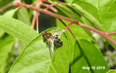 Helophilus eristaloidea