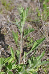 Centaurea × moncktonii