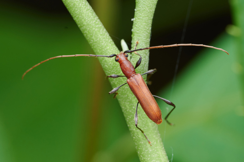 Stenodryas punctatella