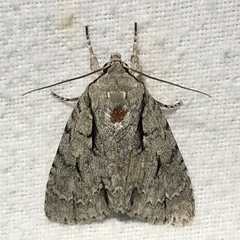 Acronicta lobeliae