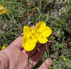 Calylophus