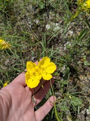 Calylophus