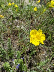 Calylophus
