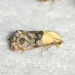 Eugnosta erigeronana