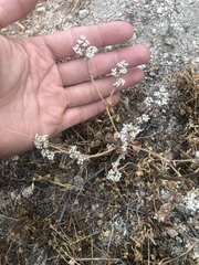 Chorizanthe parryi parryi