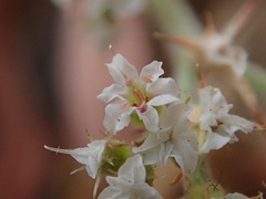 Chorizanthe parryi parryi