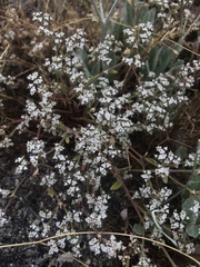 Chorizanthe parryi parryi