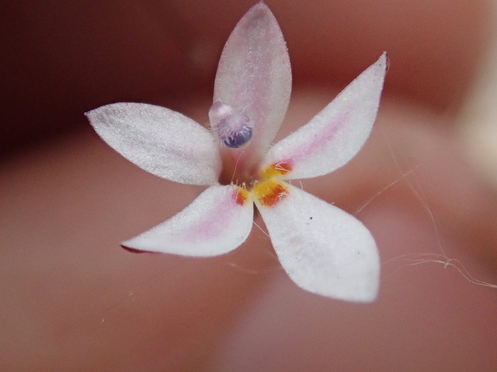 Nemacladus richardsiae