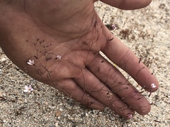 Nemacladus richardsiae