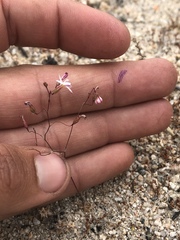 Nemacladus richardsiae