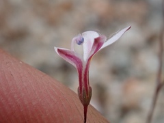 Nemacladus richardsiae