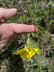 Calylophus