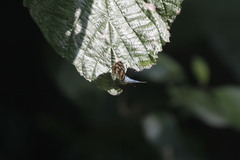 Dynamine postverta mexicana