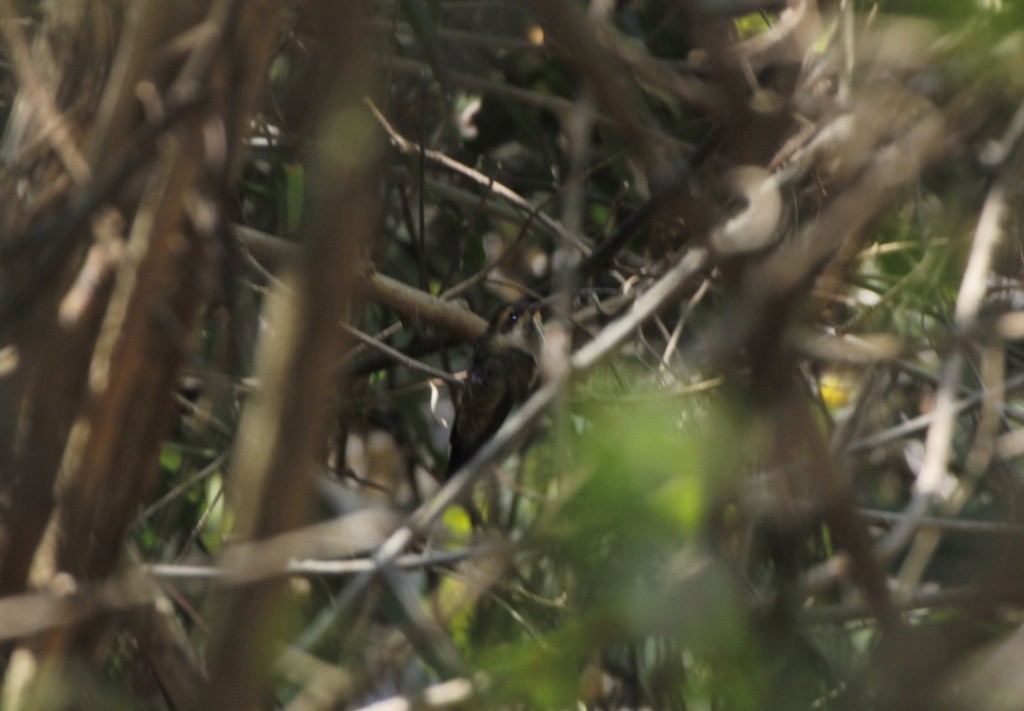 Mexican Hermit