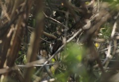 Phaethornis mexicanus