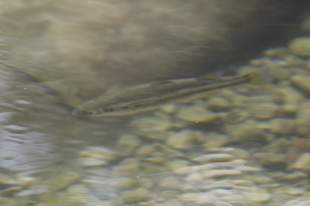 Mountain Mullet