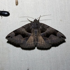 Gondysia