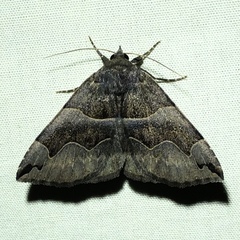 Gondysia