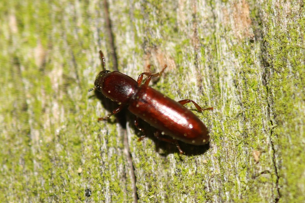 Hypophlaeini