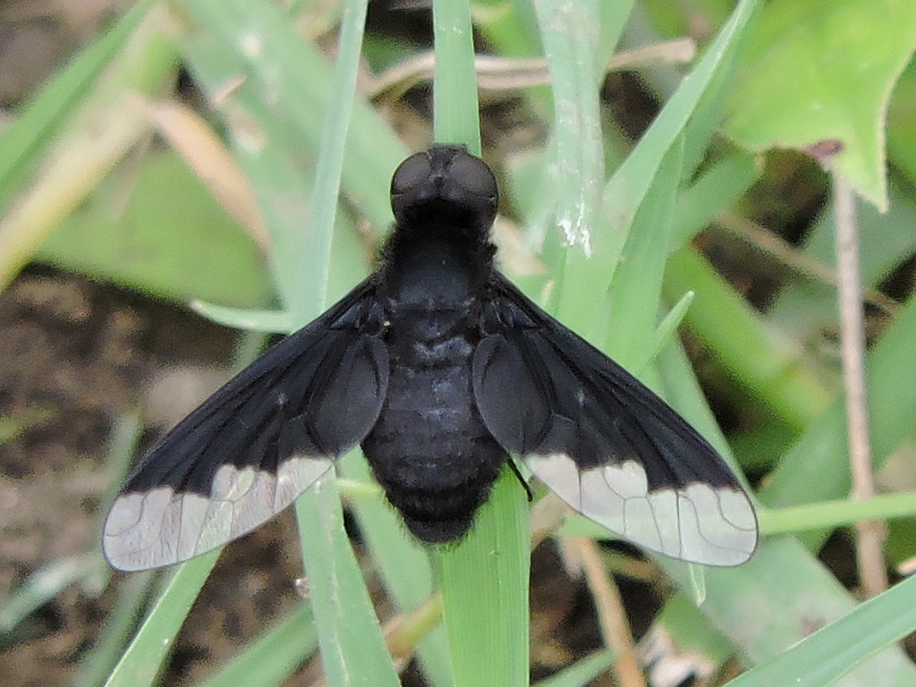 Black Bee Fly