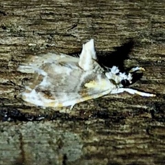 Glaphyria basiflavalis