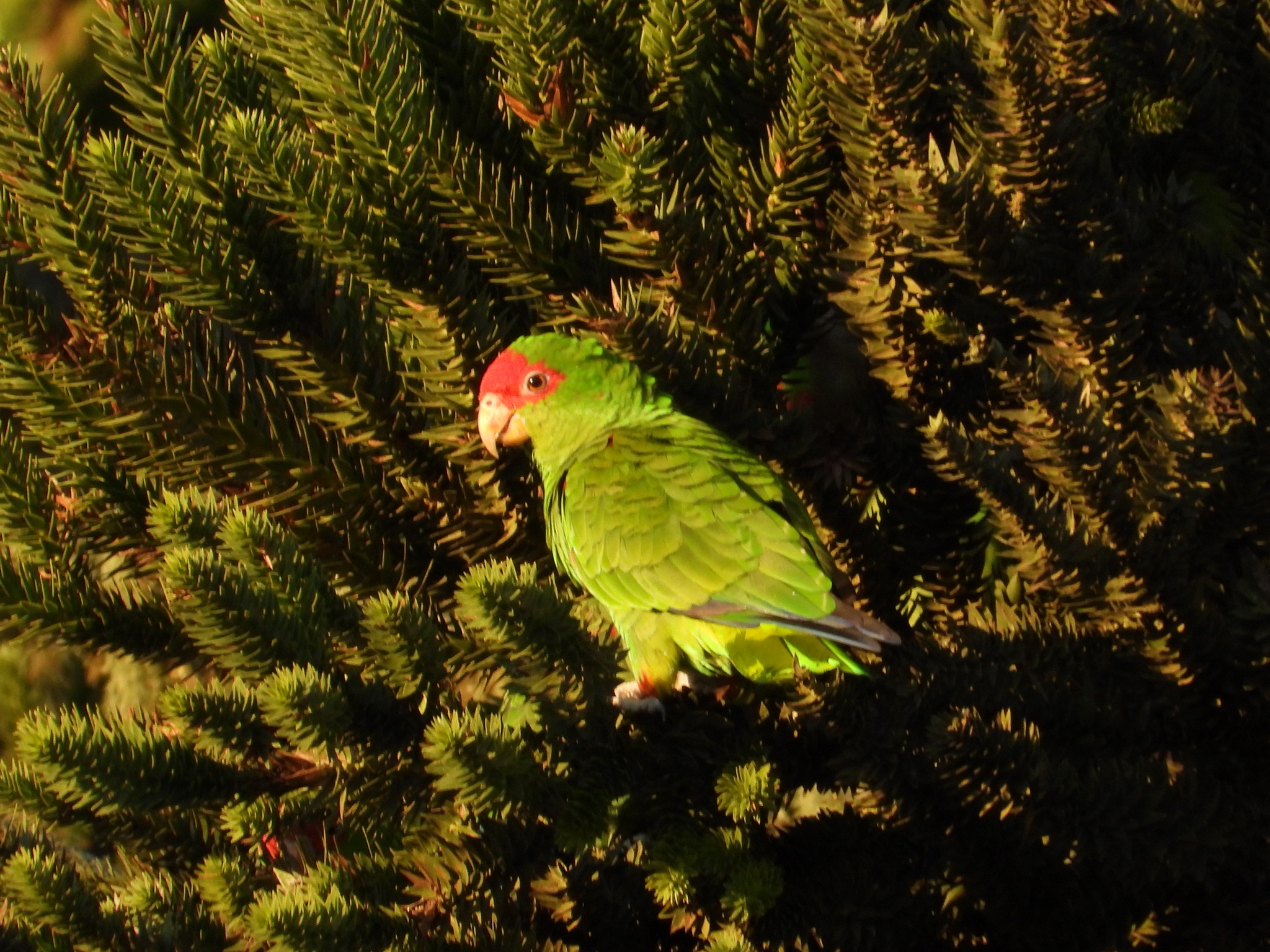 Red-spectacled Amazon (Amazona pretrei), photo 5