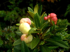 Exobasidium rhododendri