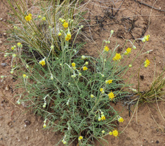 Hymenopappus filifolius pauciflorus