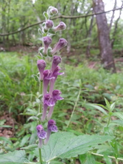 Scutellaria columnae