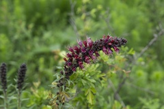 Pontechium maculatum