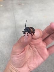 Nicrophorus mexicanus