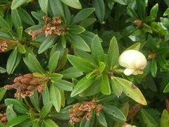 Exobasidium rhododendri