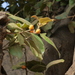 Ficus mysorensis - Photo (c) Dinesh Valke, μερικά δικαιώματα διατηρούνται (CC BY-SA)