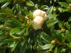 Exobasidium rhododendri
