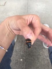 Nicrophorus mexicanus