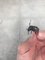 Nicrophorus mexicanus