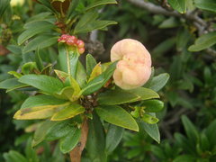 Exobasidium rhododendri