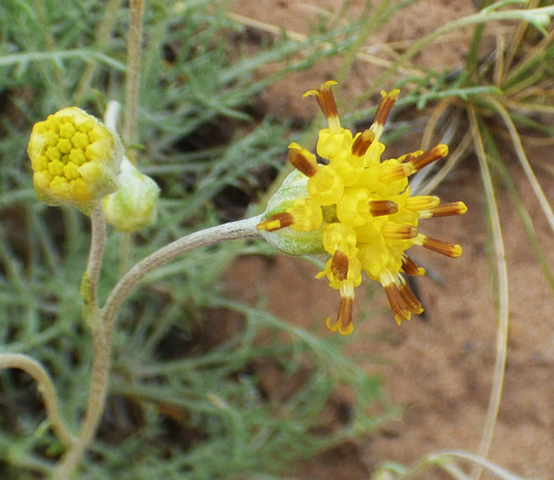 Hymenopappus filifolius var. pauciflorus