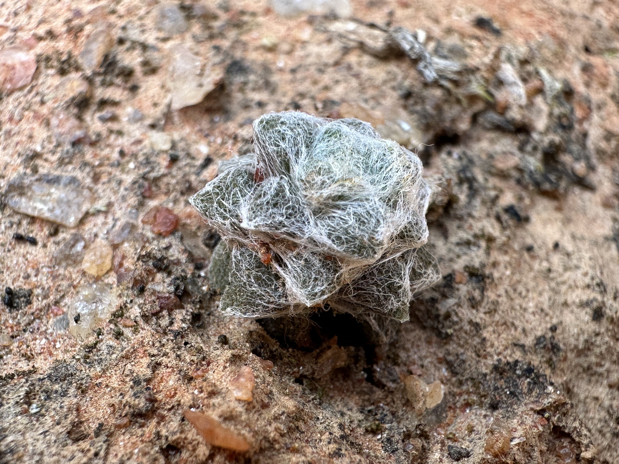 Imagem de Rosa-do-deserto