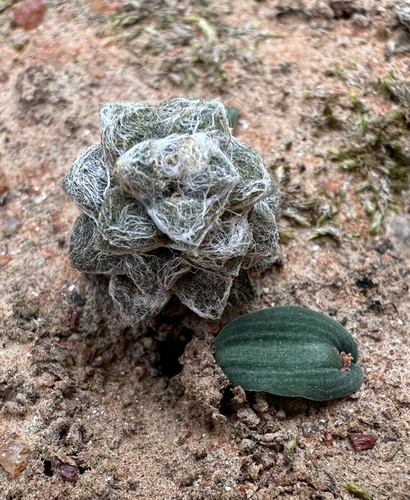 Foto de Rosa-do-deserto