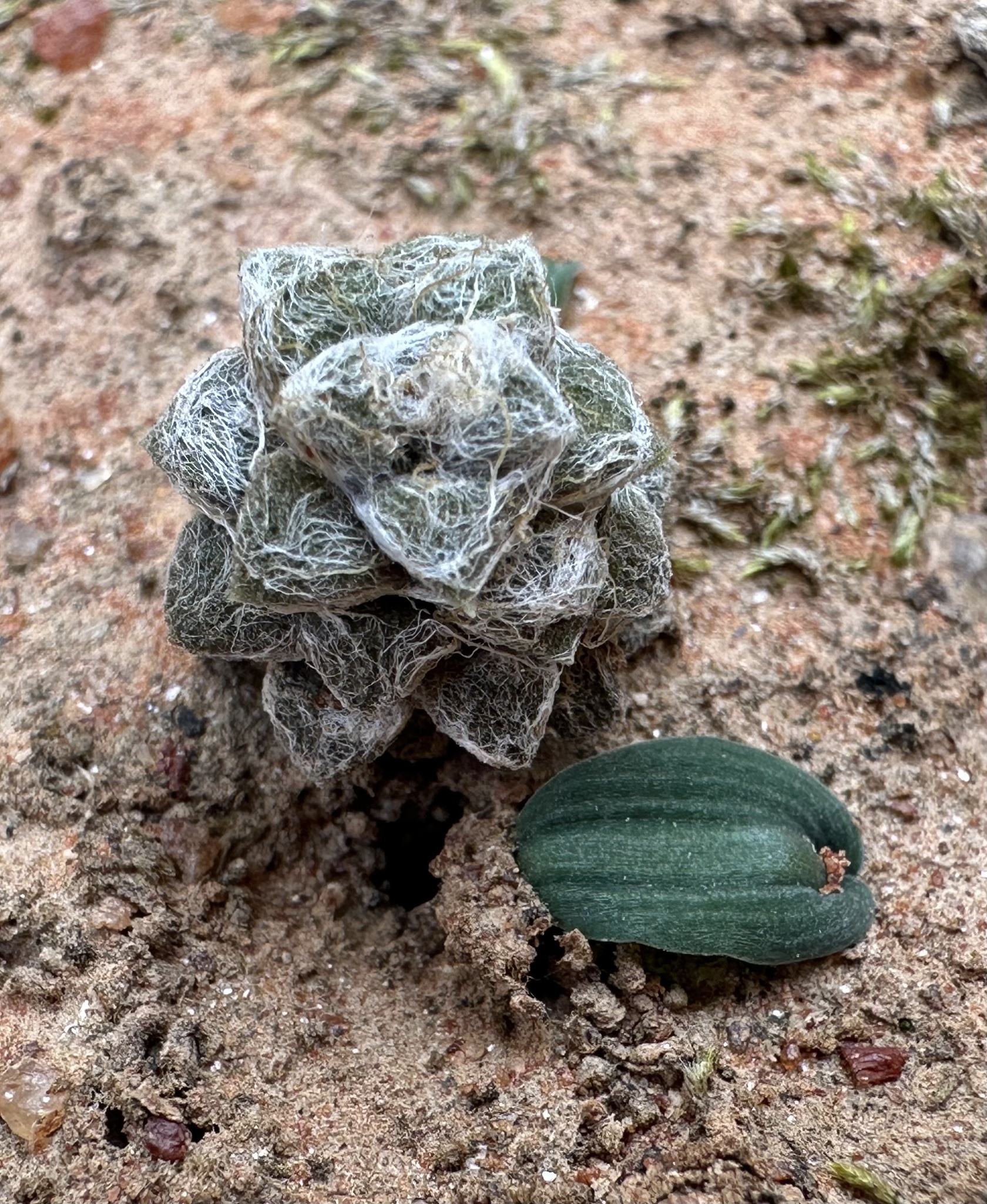 Imagem de Rosa-do-deserto